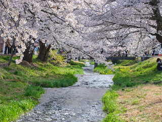 福島県 観音寺川の桜並木