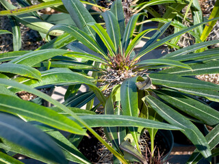Obraz premium A view of a succulent called Madagascar palm.