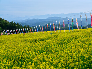 アルプス展望広場 菜の花畑と鯉のぼり