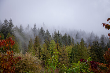 autumn forest in the fog
