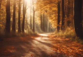 Fototapeta premium warm forest autumn morning fall sunny road path way park fog illuminated sun trail tree route mist foggy wood timberland footpath tranquil gold grass sunrise red vibrant beam orange ray scenic