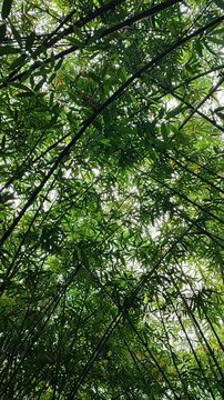 Bottom-up of a bamboo forest in Parung Panjang Kab. Bogor, Indonesia. 