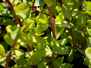 A view of several elephant bush plants, on display at a local nursery.