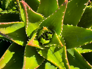 A closeup view of leaves from the golden toothed aloe plant, on display at a local nursery.