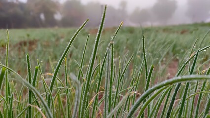 Dew drops on onion seedling crop in winter morning