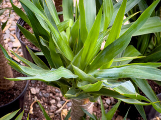 A view of a spineless yucca plant, on display at a local nursery.