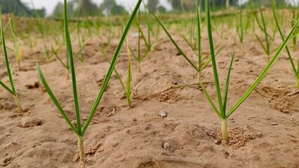 Garlic plants in the field