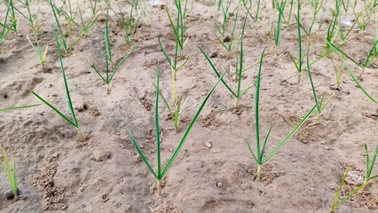 Garlic plants in the field