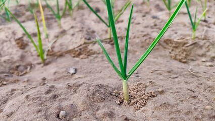 Garlic plant in the field