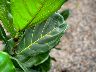 A view of leaves from a fiddle leaf fig plant, on display at a local nursery.