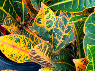 A view a croton petra plant. © DAVID