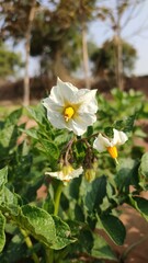 Potato plant flowers in field, blooming potato flowers, close up view
