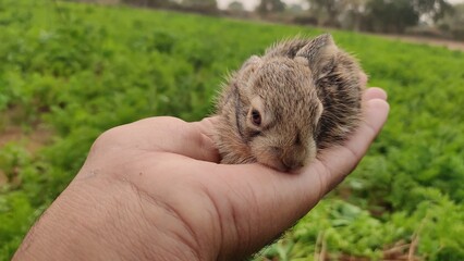 Baby rabbit in the hand, close up view