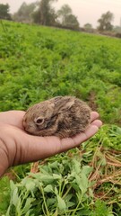 Baby rabbit in the hand, close up view