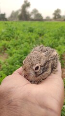 small rabbit in the hands, baby rabbit in the hand