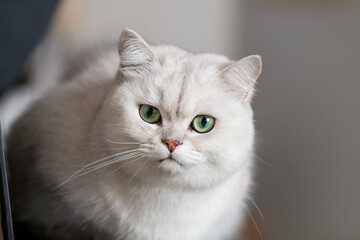white cat on the table