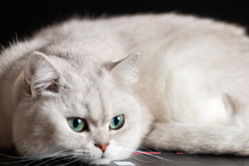 white cat on the table