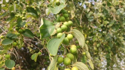 Row Ziziphus Nummularia fruits on the bush branches, wild jujube fruits, close up view