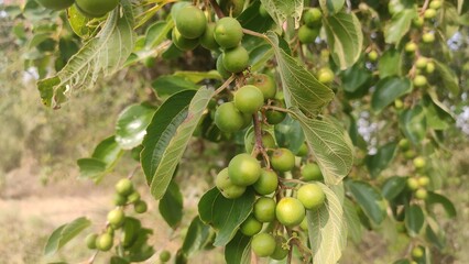 Row Ziziphus Nummularia fruits on the bush branches, wild jujube fruits, close up view