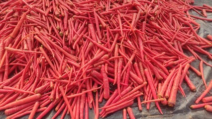 Red juicy carrots, carrots harvesting