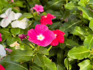 A view of some hybrid pink periwinkle flowers, on display at a local nursery.