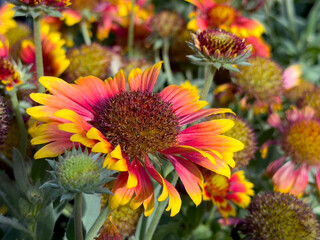 A closeup view of some hybrid blanket flowers.
