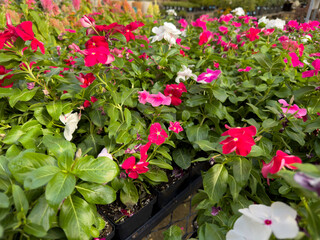 A view of a variety of periwinkle flowers, on display at a local nursery.