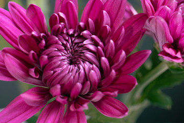 Magenta petals of chrysanthemum flowers, Dendrathema grandiflorum