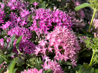 A view of some pink flower clusters from the pentas plant, on display at a local nursery.