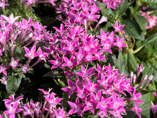 A view of some pink flower clusters from the pentas plant, on display at a local nursery.