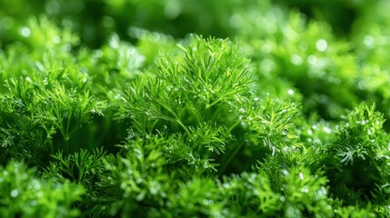 Fototapeta premium Fresh parsley plants in garden, sunlight, green background, food ingredient