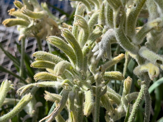 A closeup view of blossoming flowers of a kangaroo paw plant, on display at the nursery.