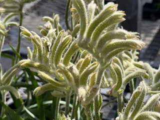 Fototapeta premium A closeup view of blossoming flowers of a kangaroo paw plant, on display at the nursery.
