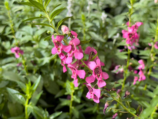 A view of some pink summer snapdragon flowers, on display at the nursery.