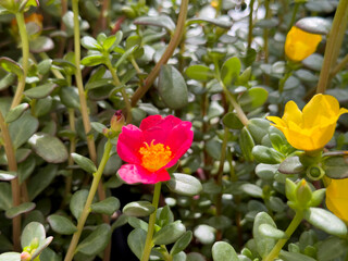 A view of some yellow and pink purslane flowers, on display at the nursery.