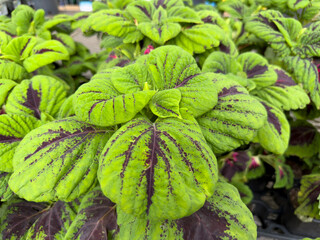A view of several potted coleus plants, on display at the nursery.