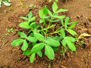 Peanut plants are starting to flower