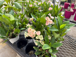 A closeup view of some euphorbia flowers, on display at a nursery.