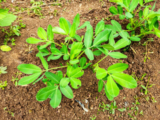 Peanut plants are starting to flower