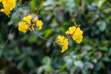 yellow flowers in spring