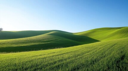 Fototapeta premium Rolling green hills under a clear sky; idyllic landscape