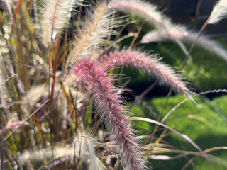 A view of red fountain grass.