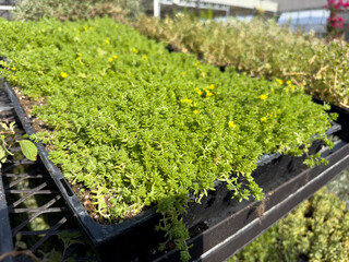 A view of a sample tray of sedum green carpet.