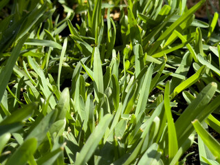 A closeup view of some St. Augustine grass, on display at the nursery.