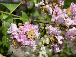 A view of the flowers of a muskogee crape myrtle tree.