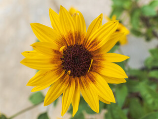 Obraz premium sunflower