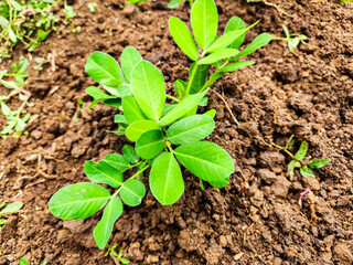 Peanut plants are starting to flower
