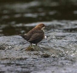 Bird perched on a stream rock