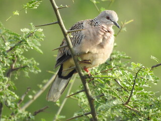 A spotted dove sitting in a bush