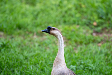 geese on the meadow